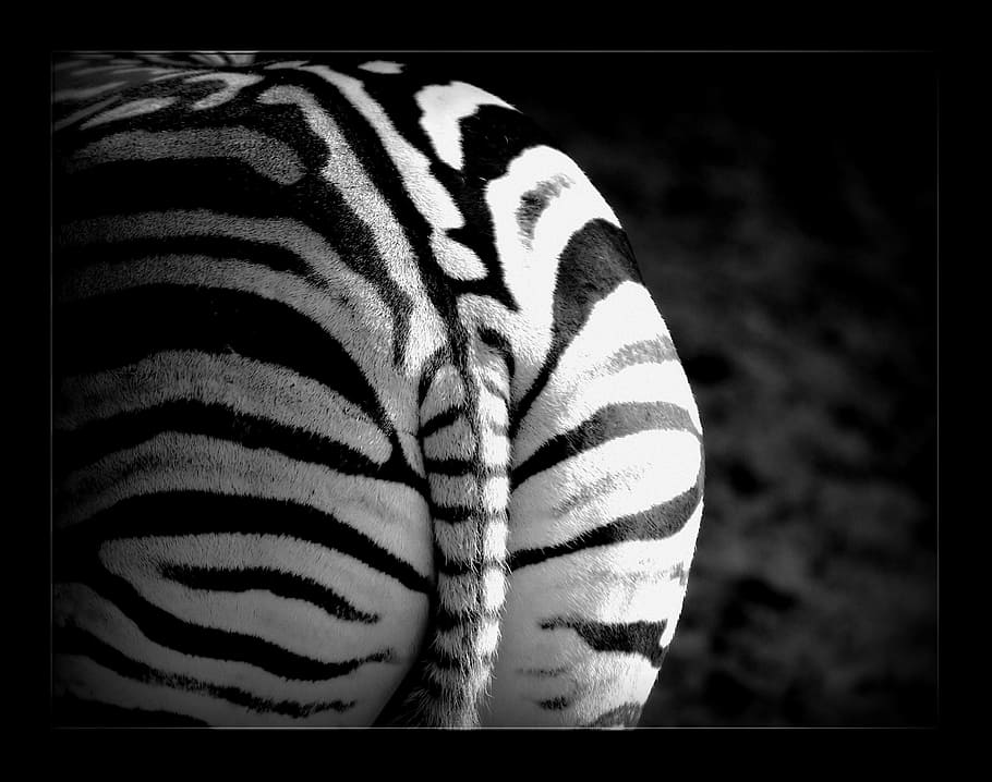 photo of zebra, zebra, stripes, animal, wild, safari, mammal, animals, zebra stripes, zebras