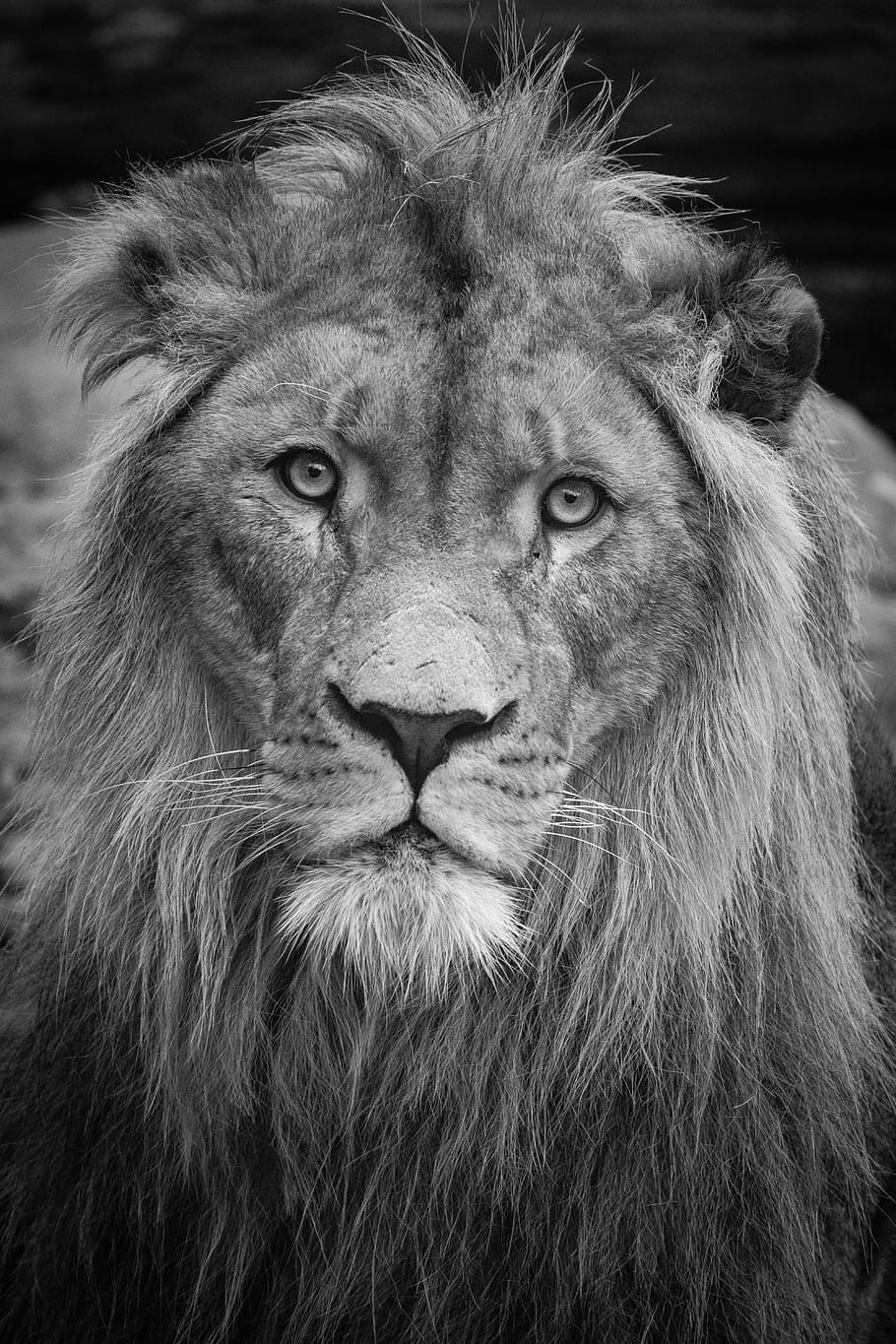 African Lion, lion, lion - feline, mammal, animal, animal themes, one animal, animal wildlife, feline, animals in the wild