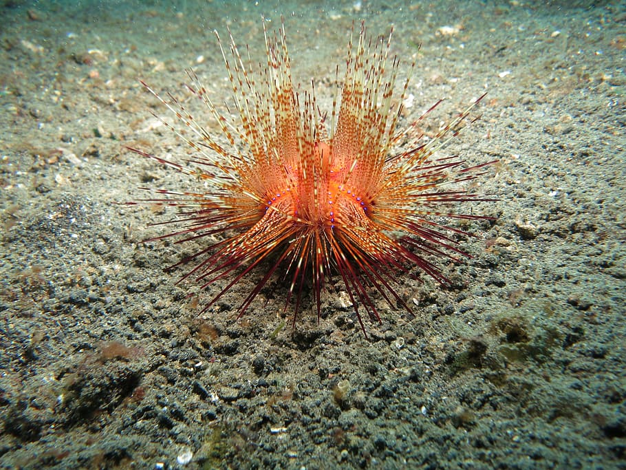 urchin, sea urchin, diving, sea, animal, sand, nature, spiny, ocean, marine
