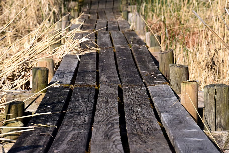 web, planks, grass, reed, away, dry, walk, weathered, wood, nature