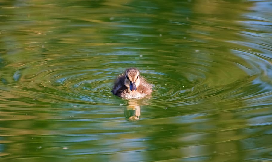 duck, baby, chicks, duckling, cute, sweet, ducklings, young, pacifier, small
