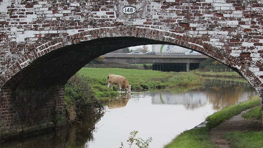 Sediento, toro, animal beige, arquitectura, agua, estructura construida, arco, reflexión, puente, día
