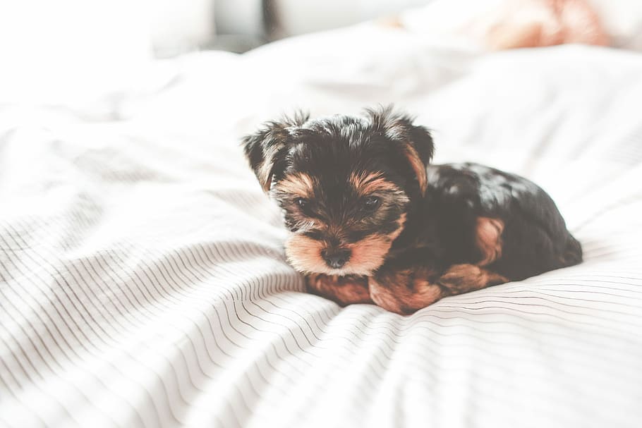 ヨークシャーテリアの子犬 かわいい ヨークシャーテリア 子犬 愛らしい 動物 ベッド ベッドルーム 犬 ジェシー Pxfuel