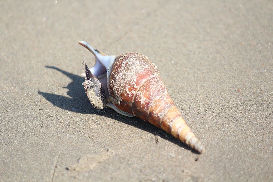 beach, shell, sand, nature, seashore, shellfish, sea, marine, seashell, snail