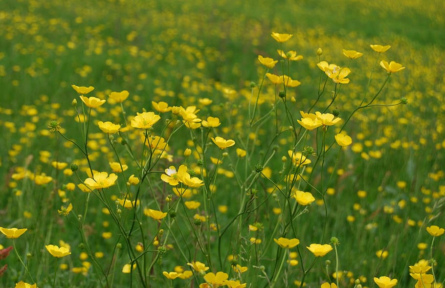 Buttercup, Ranunculus, Meadow, Yellow, wild, nature, flower, field, summer, springtime