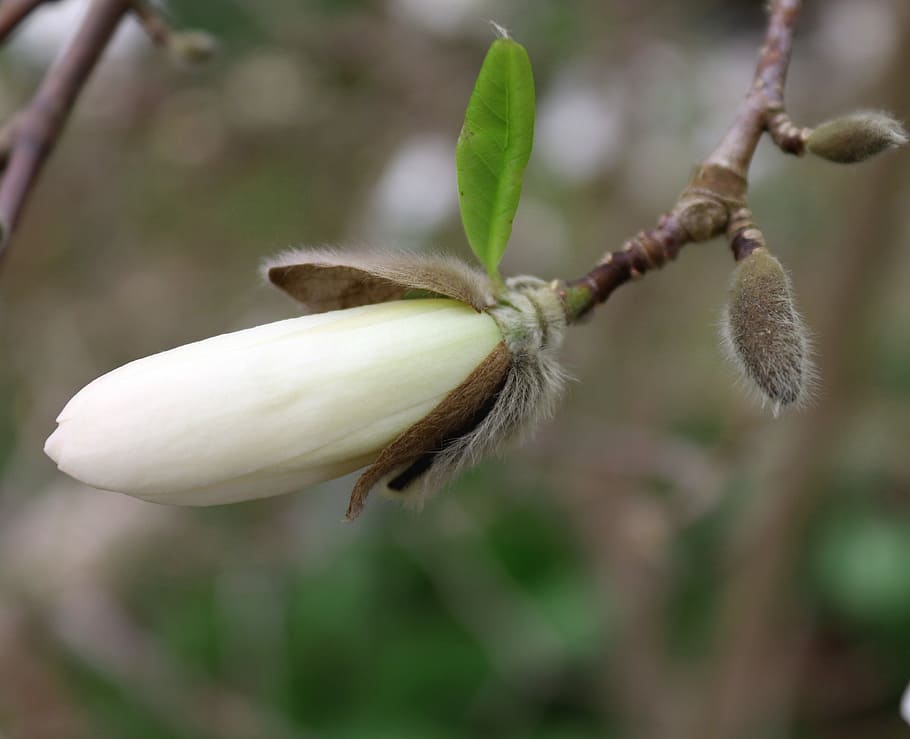 blanco, brote de flor de magnolia, selectivo, fotografía de enfoque, magnolia, brote, flor, floración, planta, hoja