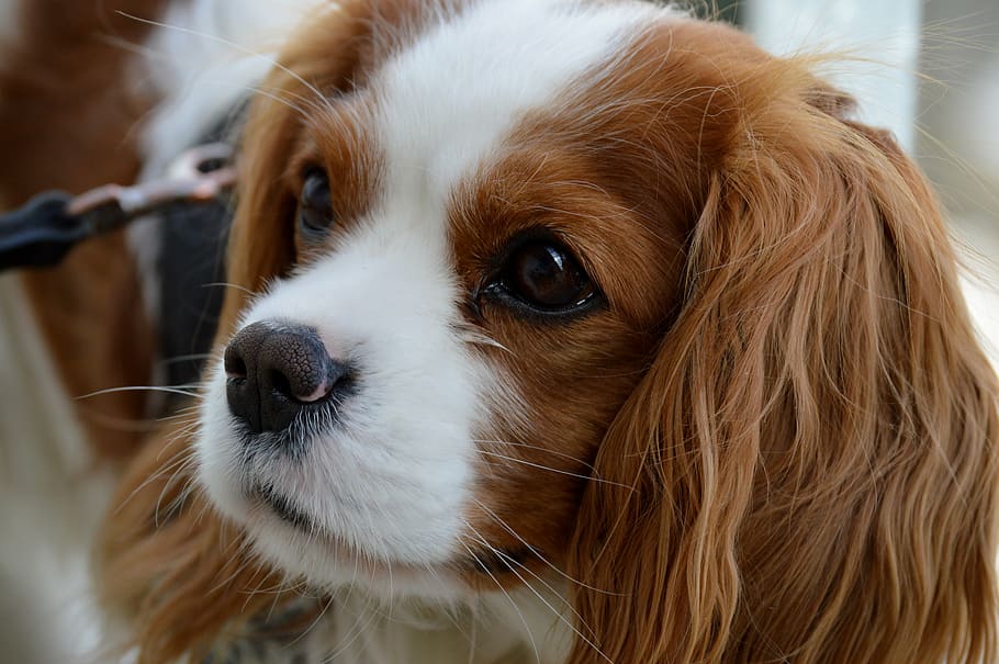 foto de close-up, bronzeado, branco, filhote de cachorro, cão, cavalier king charles spaniel, engraçado, animal de estimação, animal, peles