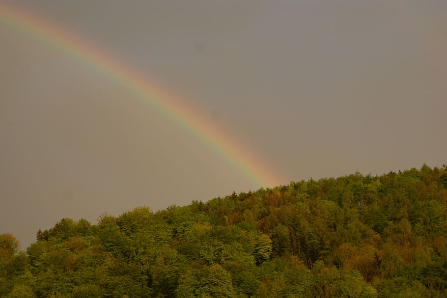 regenbogen, wald, spektrum, rainbow, tree, plant, beauty in nature, scenics - nature, tranquil scene, tranquility
