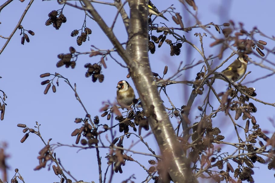 european goldfinch, bird, finch, feather, sparrows, seating, cute, pet, nature, little