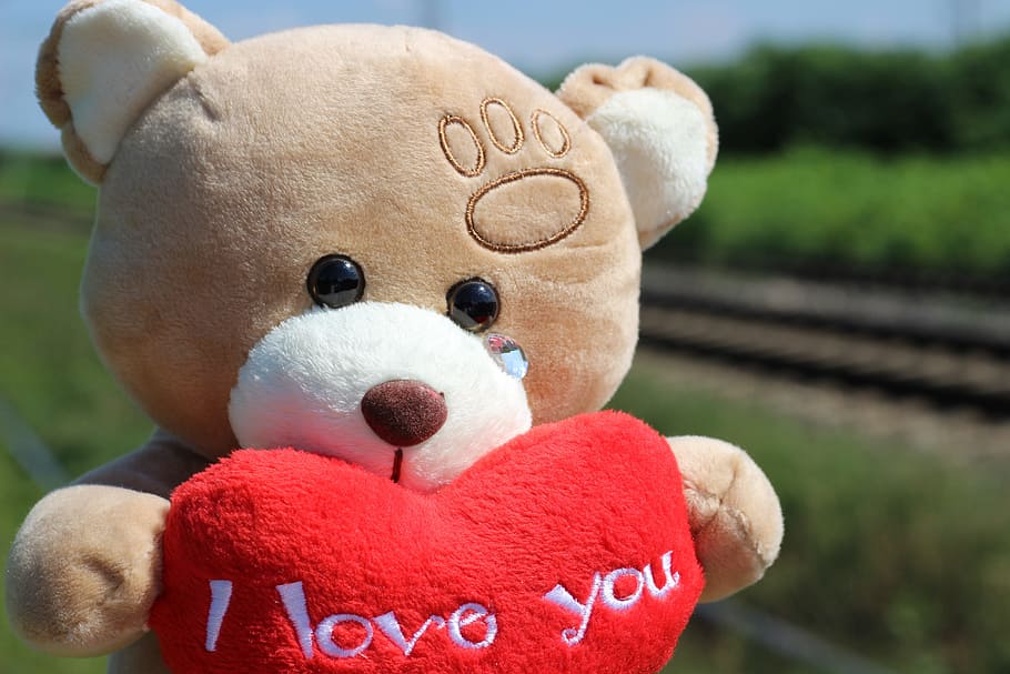brown, white, bear, plush, toy, stop children suicide, teddy bear crying, railway, stop teenager suicide, stop student suicide