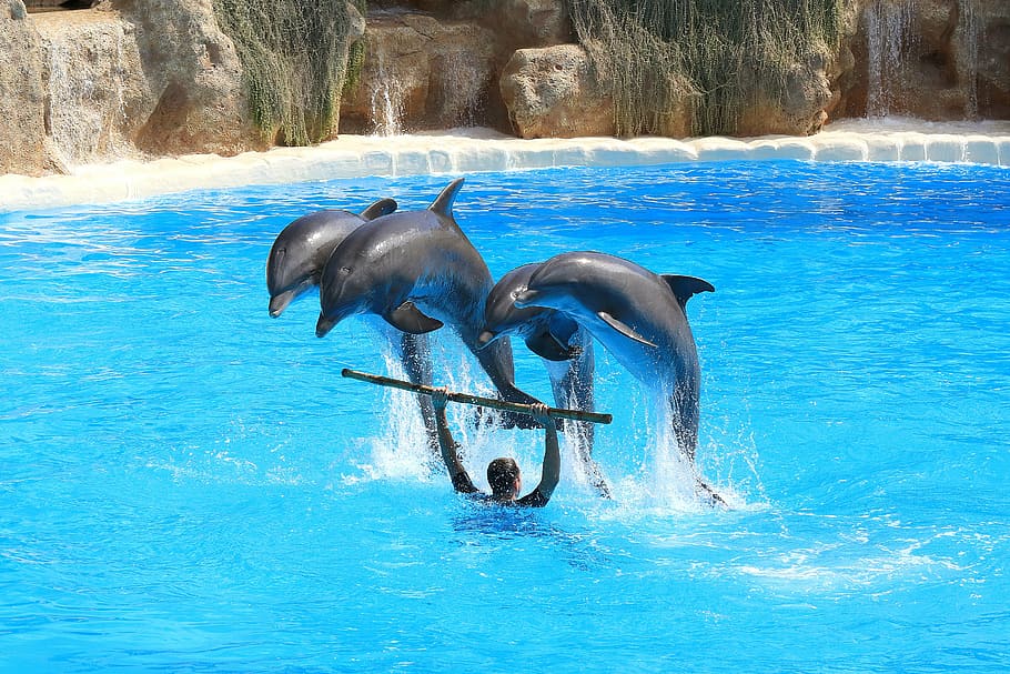 dolphins, preview, delfin, herd, jump, dolphinarium, plunge, loro park, blue, tenerife