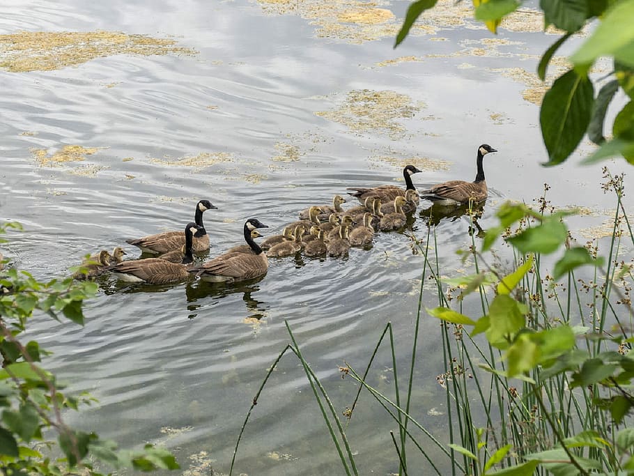 Canadian Geese, Family, Chicks, young, swimming, lake, water, wildlife, nature, waterfowl