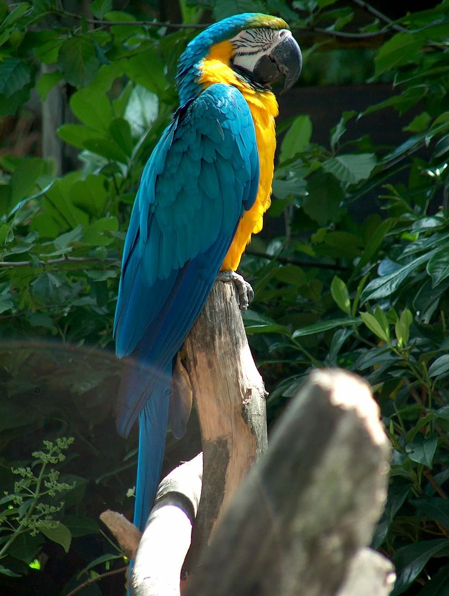 Parrot, Animal, Bird, Beak, Ara, Zoo, colorful, exotic, gold and blue macaw, macaw