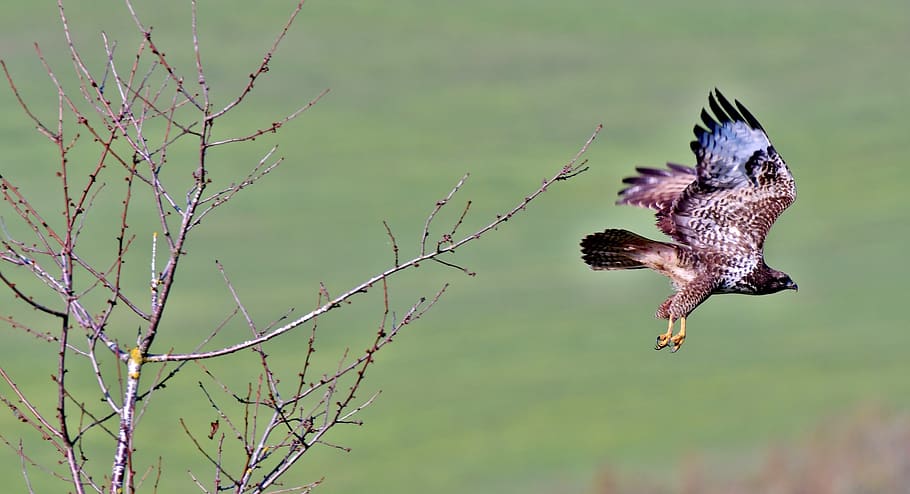 common buzzard, bird of prey, flight, plumage, flying, wings, hunter, treetop, animal, one animal