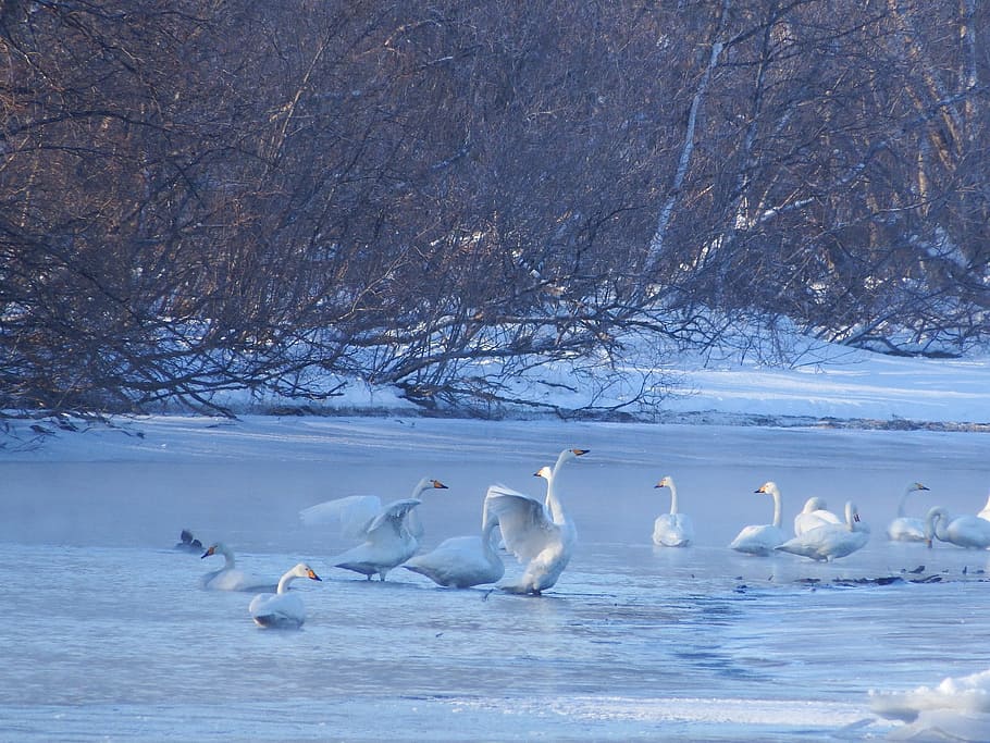 the wild swans, the whooping, a flock of, river, backwater, duct, vacation, silence, winter, snow
