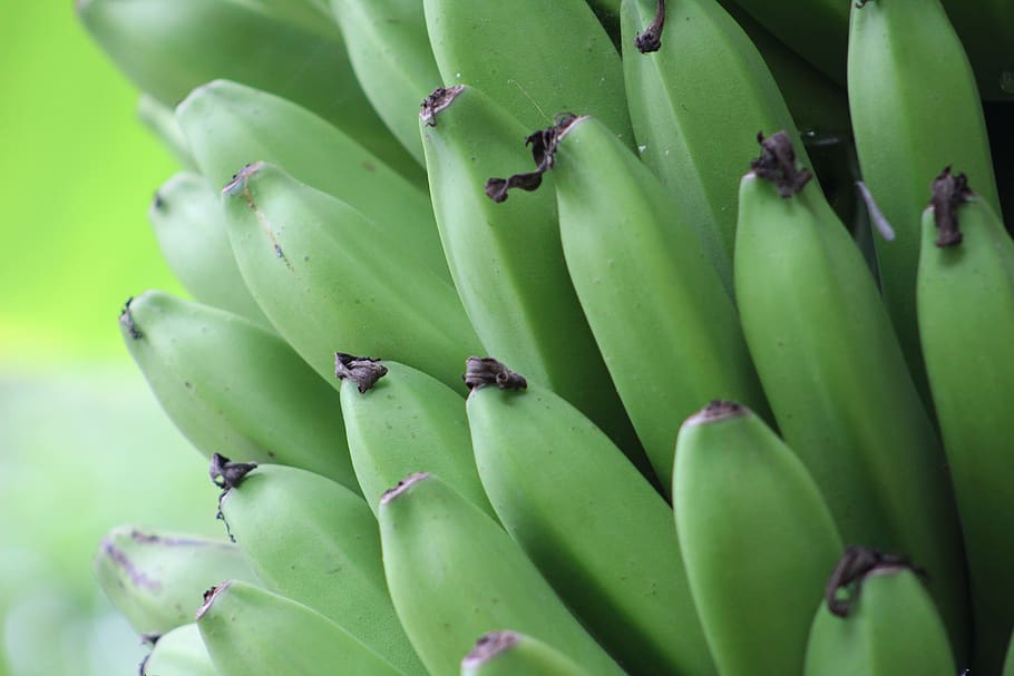 bananas, green, nature, food, fruit, tropical, healthy, fresh, texture, green color