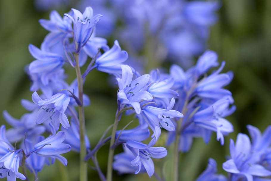 flowers, garden, green, flower, spring, nature, bluebells, blue, plant, hyacinths