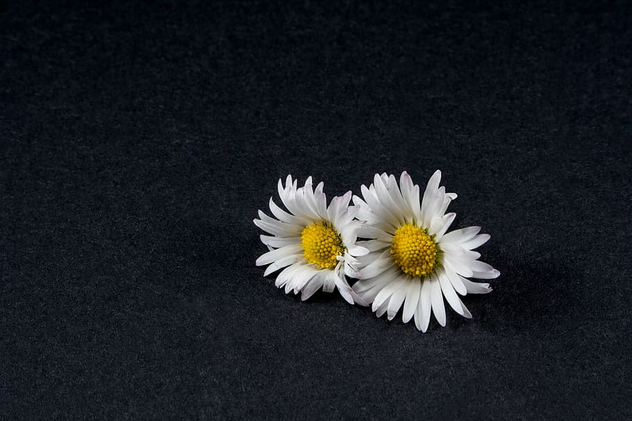 two, daisy flowers, black, background, daisy, flower, close, still life, blossom, bloom