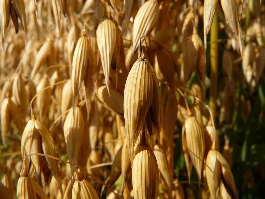 brown corn field, oats, oat field, arable, cereals, grain, cornfield, agriculture, harvest, pet food