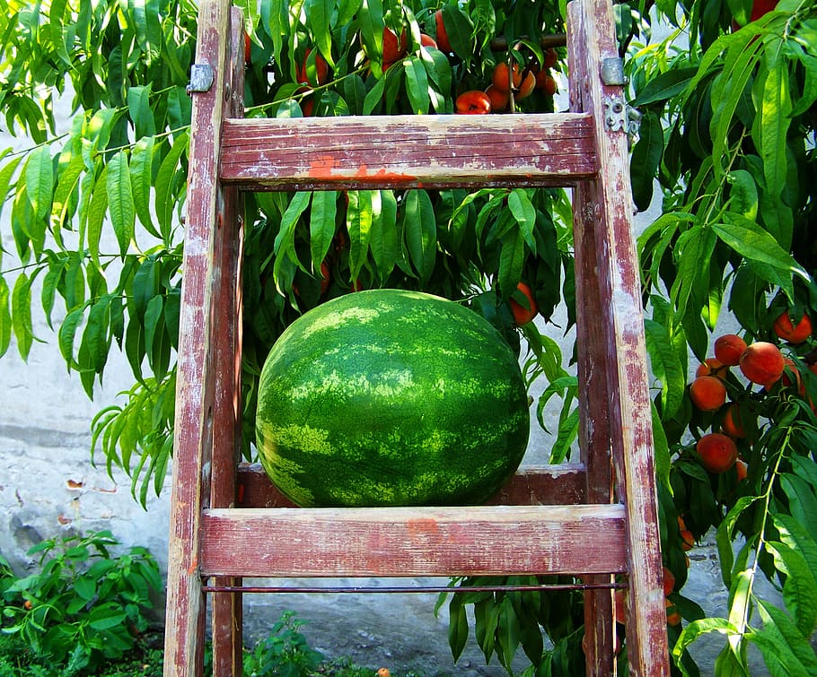 melon, watermelon, fruit, food and drink, green color, healthy eating, food, freshness, wellbeing, plant