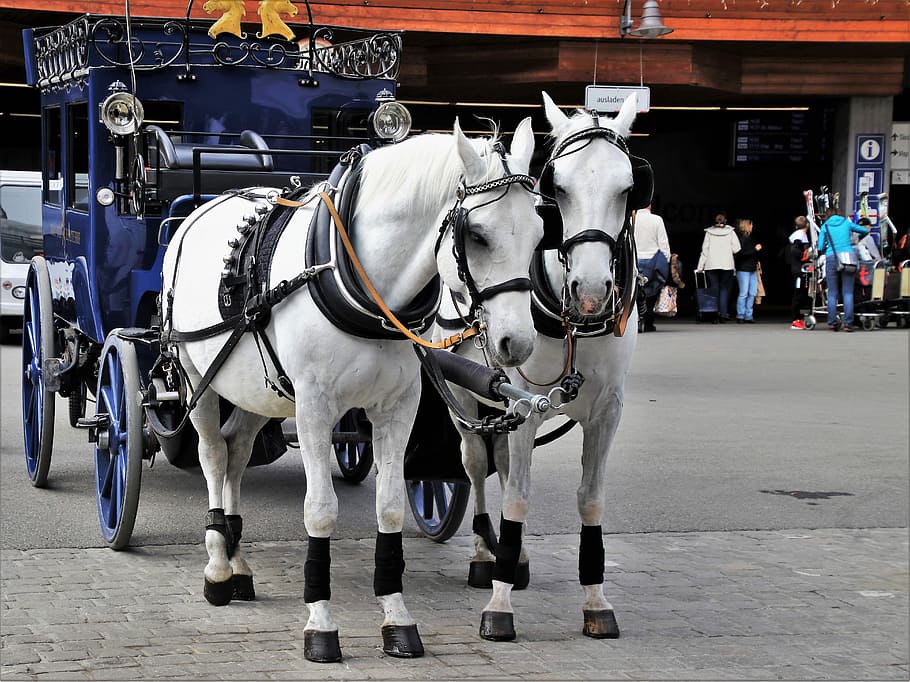 dos, blanco, caballos, carruaje, para, total, portátil, transporte, calle, el caballo