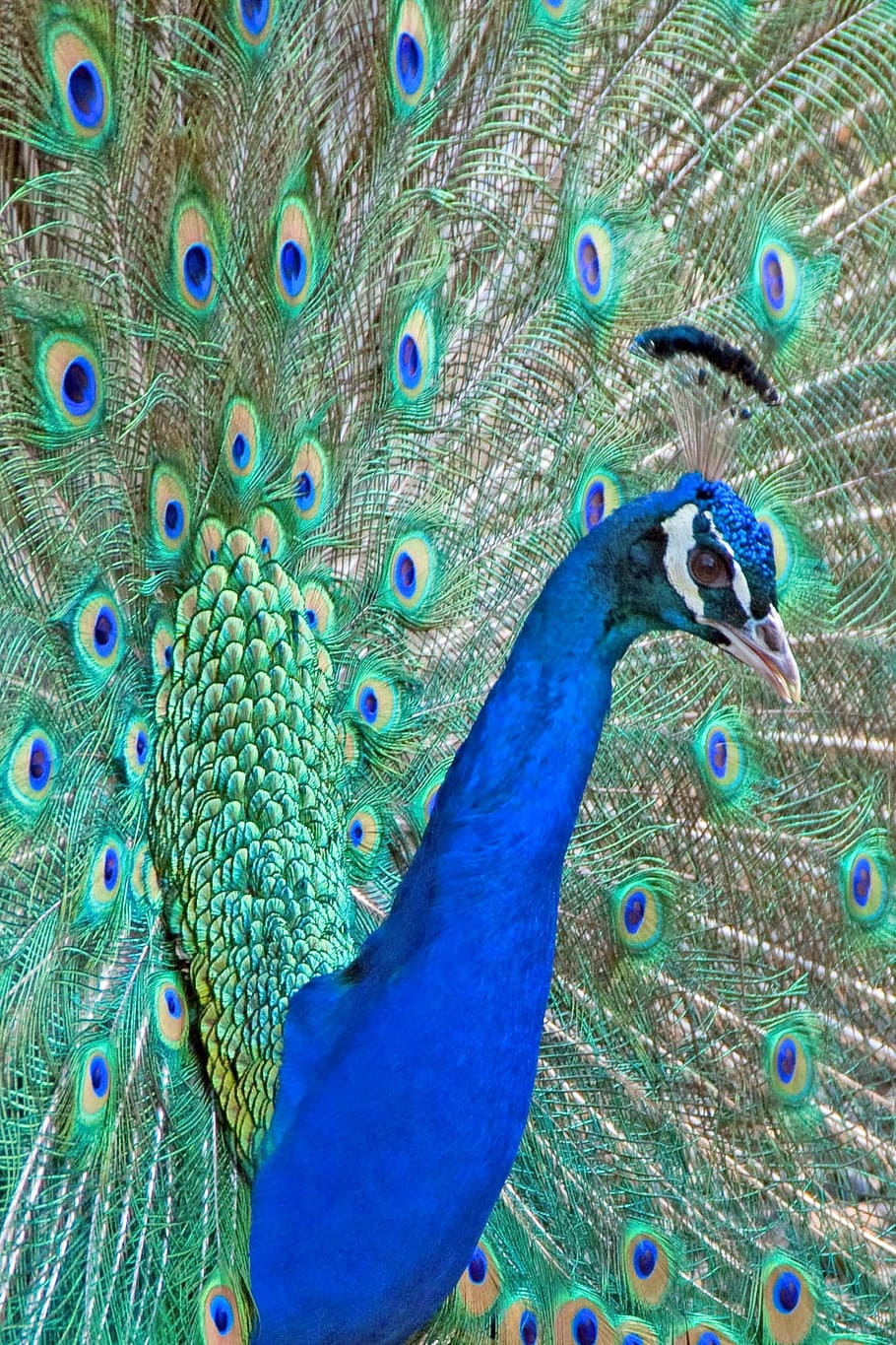 孔雀 羽 鳥 頭 くちばし 青 カリフォルニア 孔雀の羽 扇状に広がる 動物の野生動物 Pxfuel