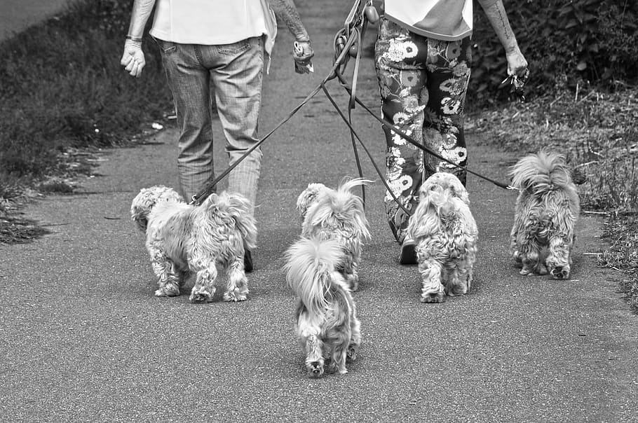 foto grayscale, dua, orang, berjalan, lima, kecil, anjing, anjing kecil, doggies, hewan