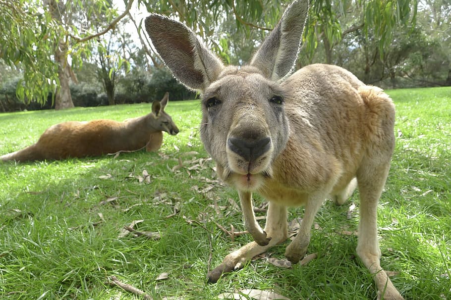 2つの茶色のカンガルー カンガルー オーストラリア 哺乳類 野生動物 動物 かわいい 自然 草 ペット Pxfuel