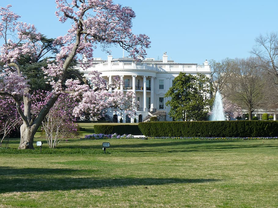 white, concrete, building, cherry, blossom, white house, washington dc, politics, government, united states