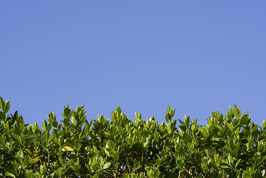 Hedge, Leaf, Leaves, Green, Green, Blue, tiny, leaves, green, blue, sky, nature