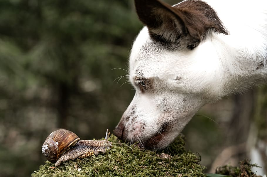 dog, snail, view, friendship, sniffing, animal, to watch, crawl, moss, forest
