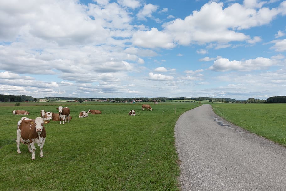 herd, cows, pathway, Away, Cow, Pasture, Grass, Nature, cattle, mammal
