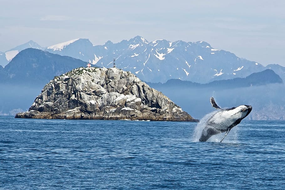 gray, rock formation, body, water, humpback whale, breaching, ocean, mammal, animal, sea