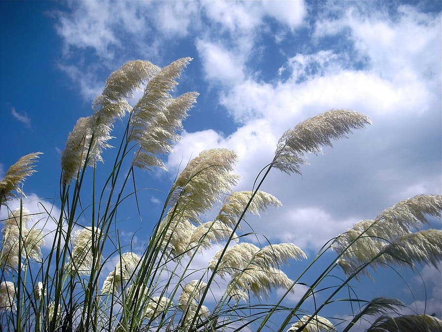 wind, grass, plant, straw, grow, low angle view, sky, cloud - sky, growth, beauty in nature