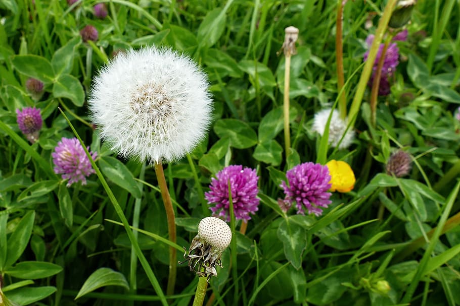dandelion, clover, white, purple, berm, wild plants, nature, green, bloom, flower