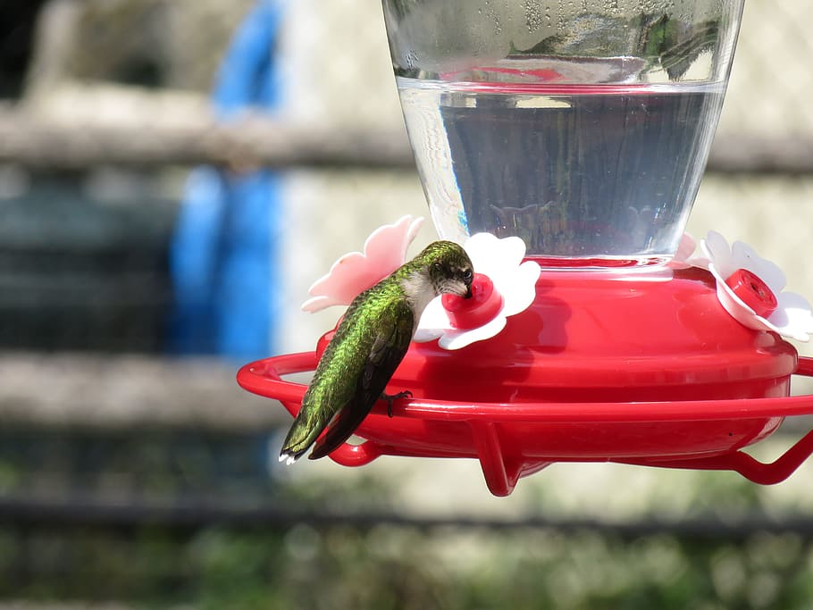 hummingbird, bird, feeder, bird feeder, hummingbird feeder, animal, small, humming, color, green