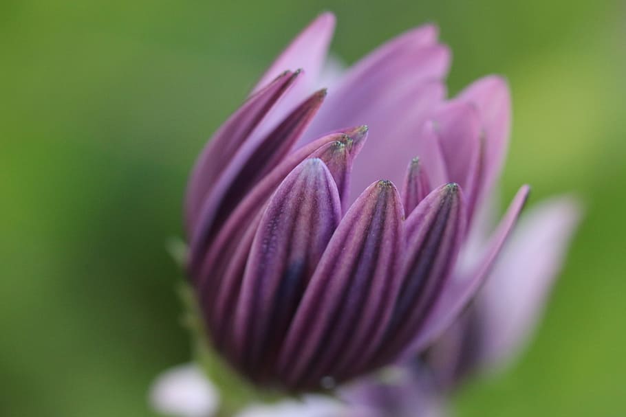 選択的 フォーカス写真 紫 花 ピンク 植物 自然 緑 ピンクの花 背景 Pxfuel
