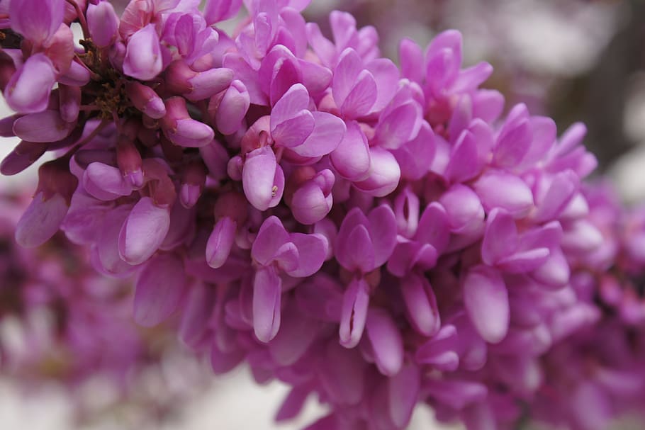 花 紫 自然 植物 閉じる 紫の花 春 もろさ 自然の美しさ ピンク色 Pxfuel