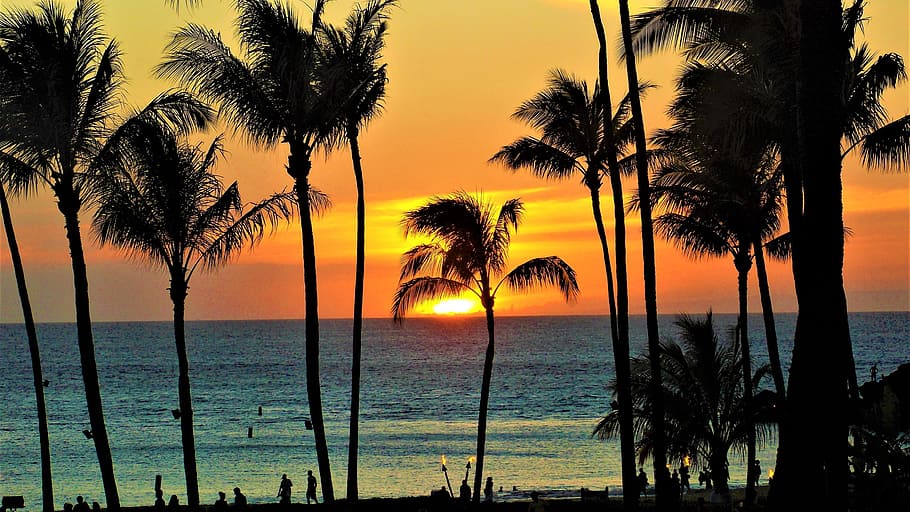silueta, palmera, maui, puesta de sol, hawaii, agua, mar, árbol, cielo, clima tropical