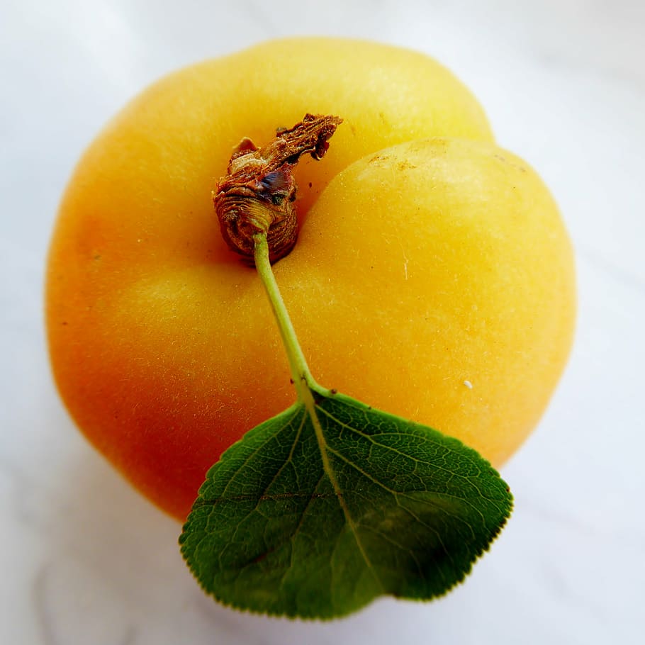 aprikot, daun, buah, lembut, vitamin, frisch, manis, berair, prunus armeniaca, bagian tanaman