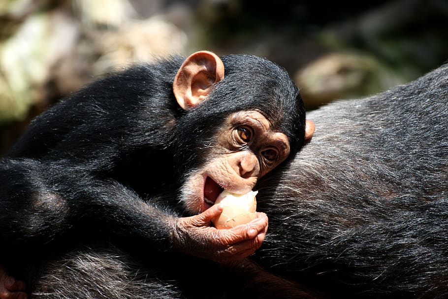 chimpanzee, zoo, gelsenkirchen, monkey, primates, ape, mammal, primate, animal wildlife, animals in the wild