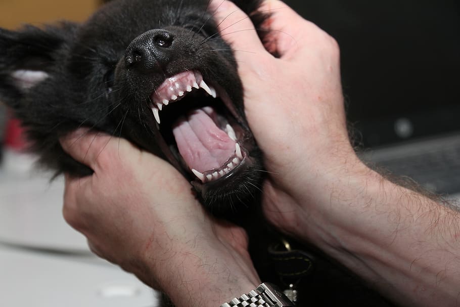 the teeth of the, puppy, dog, belgian shepherd dog, animal, pet, the muzzle, the playground, animals, black