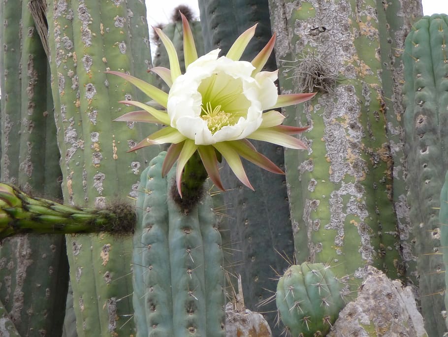Cactus, Bloom, Flower, Cacti, large, thorn, prickly, san pedro, desert, growth