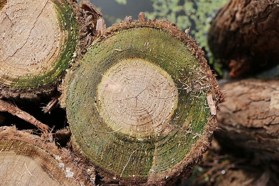 Stakes, Moss, Trees, close-up, log, day, tree ring, outdoors, tree, deforestation