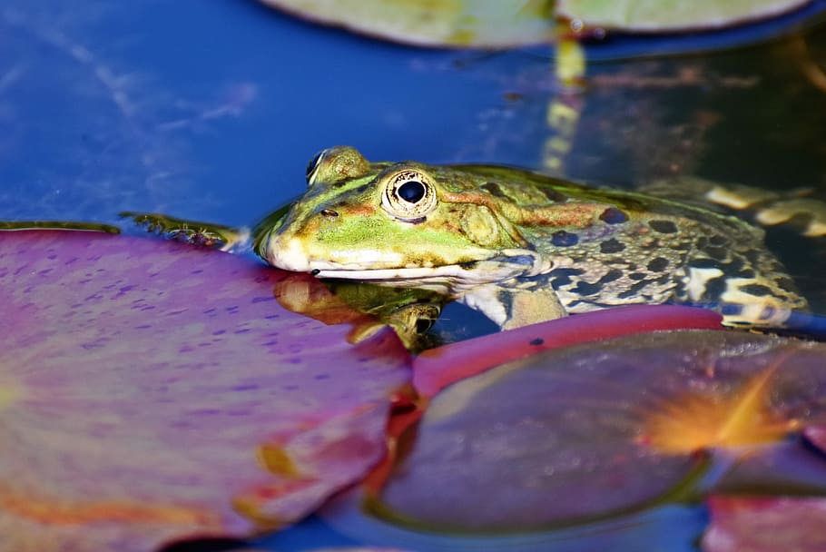 fotografía macro, verde, marrón, rana, sapo, criatura acuática, estanque, anfibio, ojos, criatura