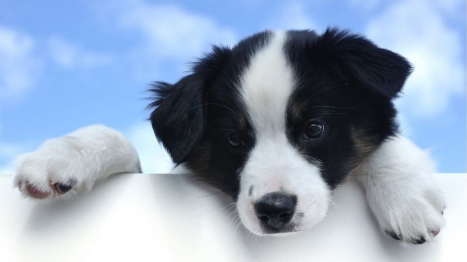 white, black, border collie puppy, puppy, australian sheepdog, cute, canine, playful, looking, outdoors