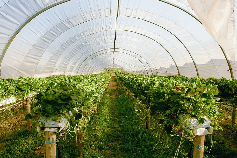green, plants, greenhouse, daytime, plant, strawberries, agriculture, green color, crop, indoors