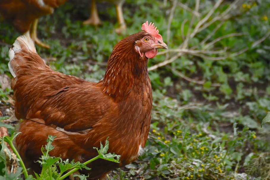 brown, hen, green, grass, chicken, animal, white, poultry, farm, nature