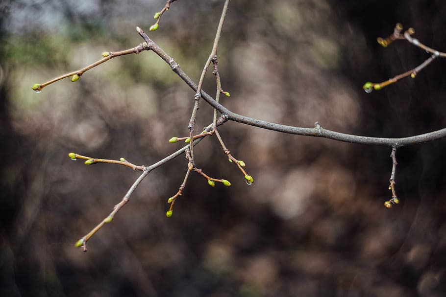 selective, focus photo, tree branch, stem, plant, nature, bokeh, blur, leaves, autumn
