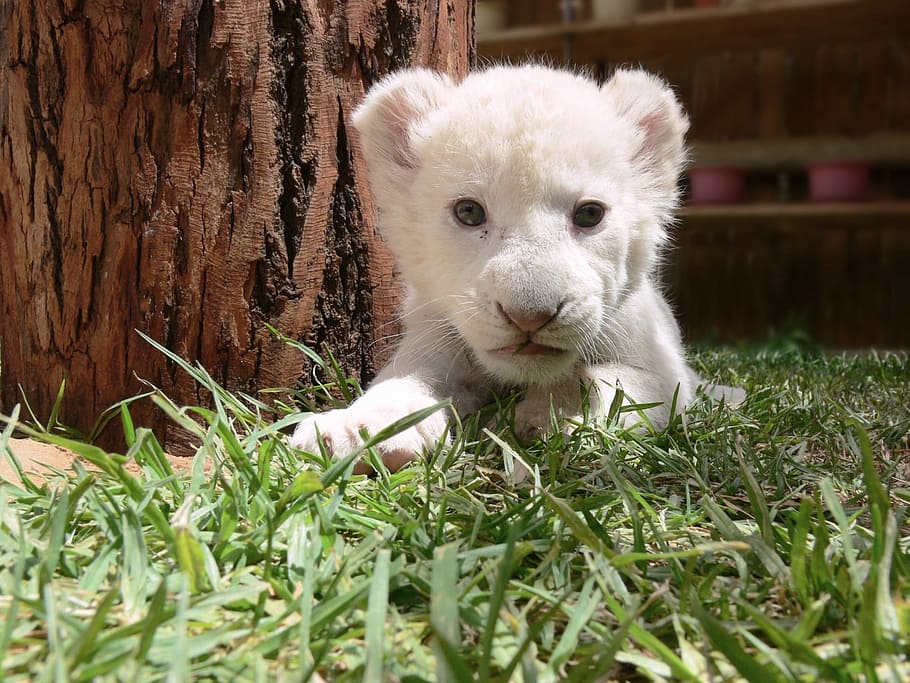 白, ライオン, 敷設, 緑, 芝生, カブ, ライオンカブ, ホワイトライオン, かわいい, 赤ちゃん
